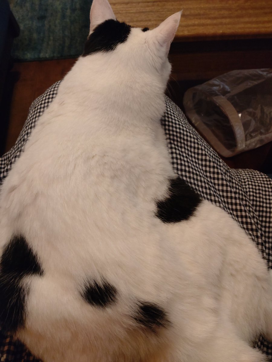 booookday's tweet photo. 2週連続の猫カフェ。これは最初白黒の猫ちゃんだけ膝にいたのだが、初来店のお客さんたちにビビって膝に2匹目が非難してきた図。可愛いのだが全く動けない(幸せ) https://t.co/ZEyaWjEaZA