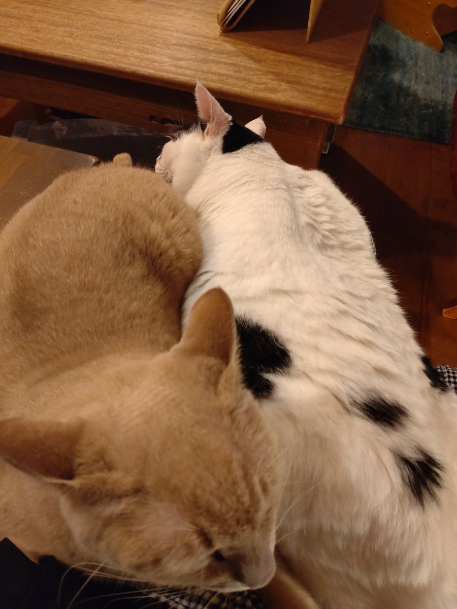 booookday's tweet photo. 2週連続の猫カフェ。これは最初白黒の猫ちゃんだけ膝にいたのだが、初来店のお客さんたちにビビって膝に2匹目が非難してきた図。可愛いのだが全く動けない(幸せ) https://t.co/ZEyaWjEaZA