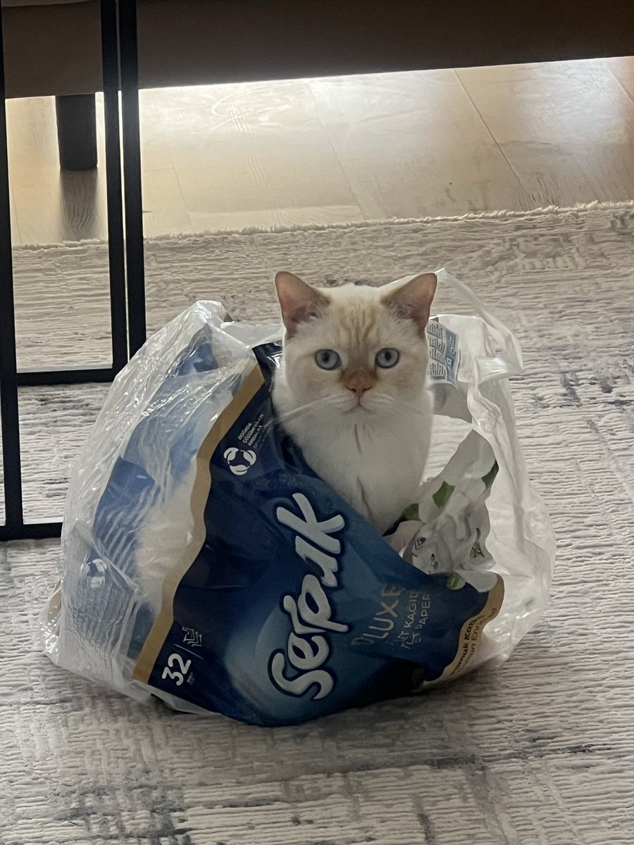 sirinucarr's tweet photo. Günaydınlar☕️
Selpak’ın yeni ürününü gördünüz mü 😃 @selpak  😻 https://t.co/3Ou7RbPzoh