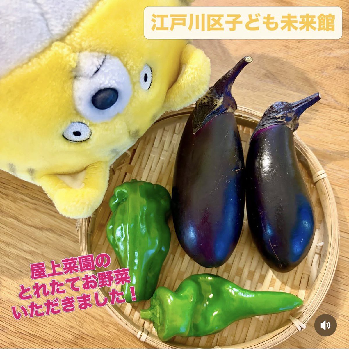 twinkle_hoshimi's tweet photo. とぅいん⭐️
江戸川区子ども未来館で 
#サイエンスショー を開催したあとに
屋上菜園での採れたておやさいいただきました！！🥦🥕😍
みずみずしくて、とってもおいしかったな〜ナスと、ピーマン！！🍆🫑最高でした〜🤤
今年も亀さん🐢がお迎えしてくれたよ✌️
今年もありがとうございました！☺️🌈 https://t.co/9FLfYsOTQ9