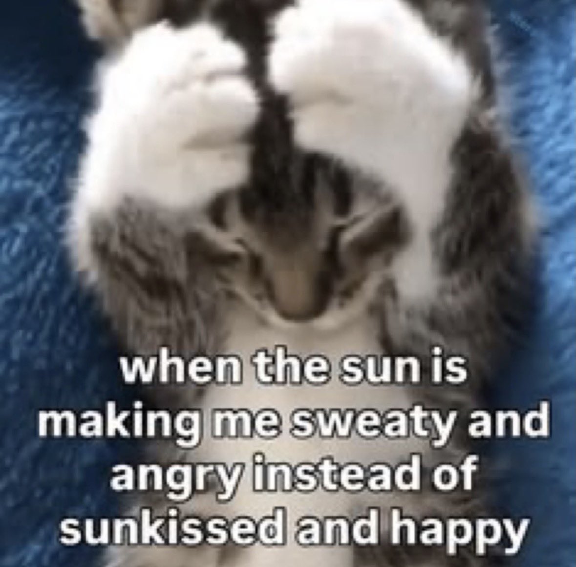 literallymecats's tweet photo. https://t.co/zhxU6ce29T