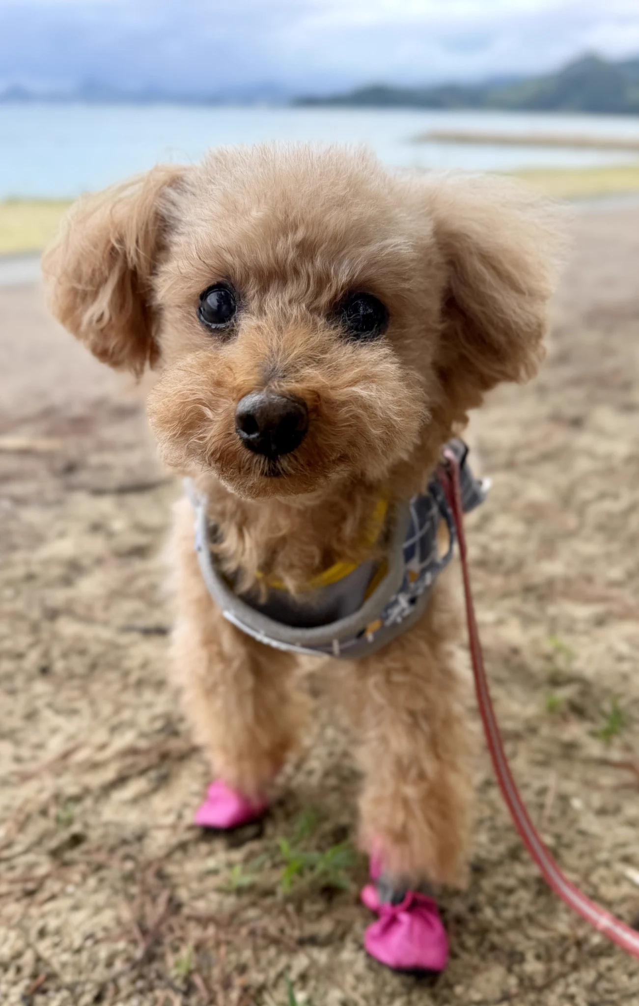 ここあ🐶13歳シニア犬 on X: 
