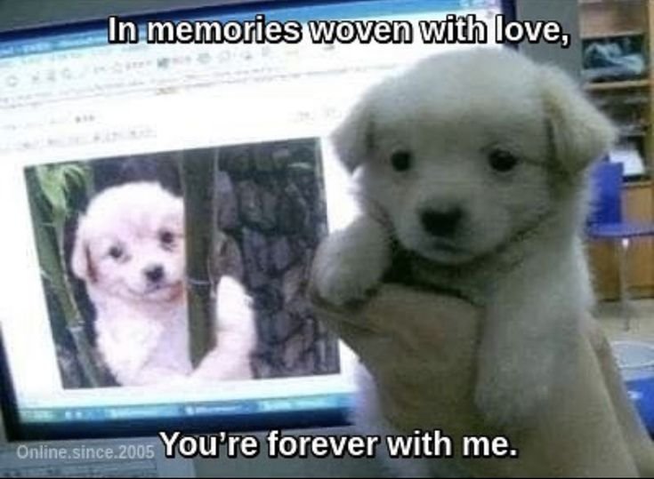 cutestpuppyy's tweet photo. https://t.co/JLBhWA42pN