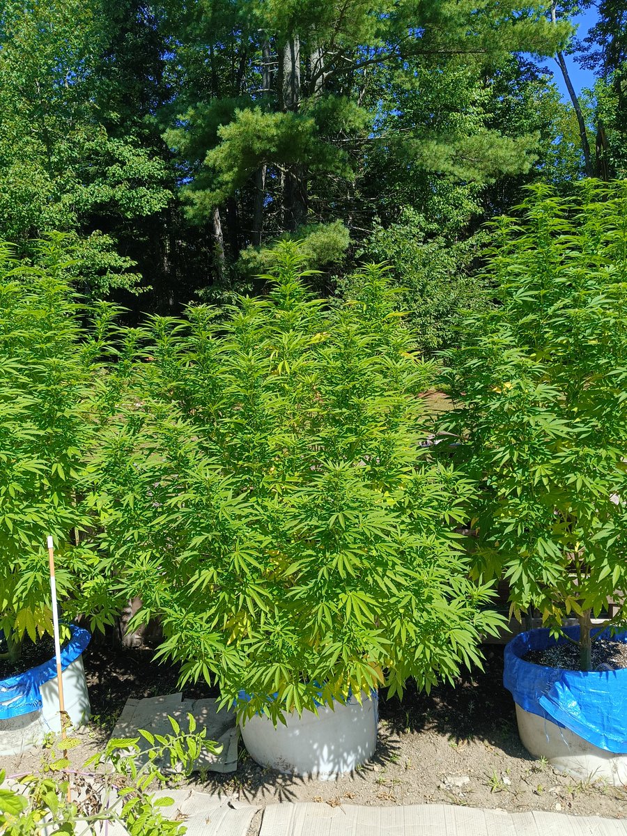 jruss43108's tweet photo. #420 #dank https://t.co/riopOcMJcT