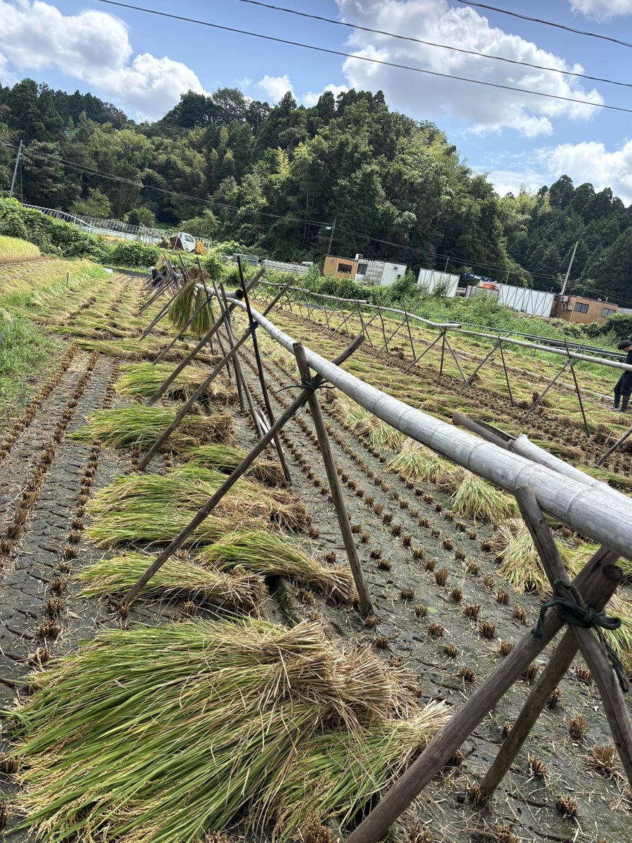 kiyo3911's tweet photo. 昔ながらの稲刈り、稲干し https://t.co/QwlITZuQf5