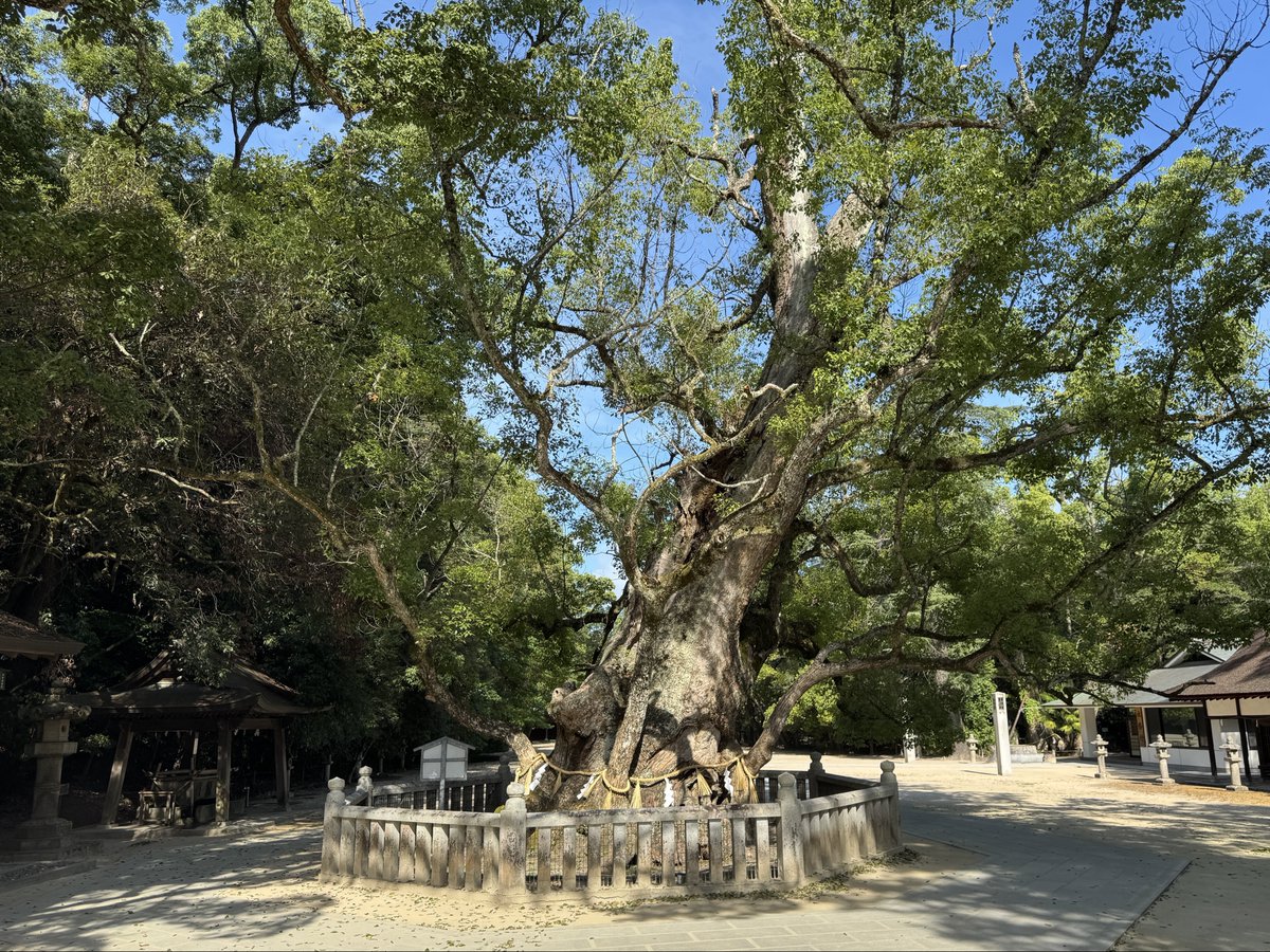 oideya's tweet photo. 日本総鎮守として知られる 大山祇神社⛩️

愛媛県今治市・大三島に鎮座し、
境内には樹齢約2,600年ともいわれる大楠がそびえます。

10月9日公開の映画『汝、星のごとく』💫

W主演の横浜流星さん・広瀬すずさんが
大ヒット祈願に訪れたことでも話題に。

現在、大山祇神社では
公開記念の限定御朱印を頒布中です𓂃.˖⭐︎

映画ファンの皆さまはもちろん、
御朱印を楽しみに訪れる皆さまにも、
映画『汝、星のごとく』と今治のつながりを
感じていただければと思います。

映画の舞台となった今治へ。
 物語の足跡をたどる聖地巡礼とともに、
ぜひ大山祇神社にもお立ち寄りください。

#大山祇神社 #汝星のごとく 
#横浜流星 #広瀬すず #今治