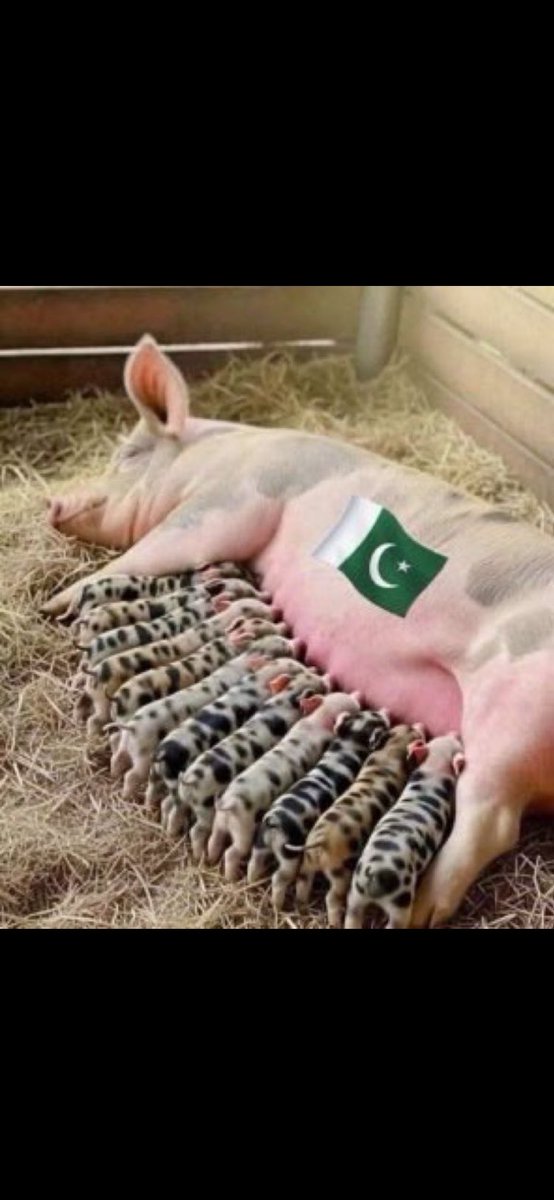 KabulkhanVxi4f's tweet photo. @asiapost66 تازہ خبر۔ چائے کے ساتھ کچھ میٹھا نوش فرمائیں؛ کوئی عام میٹھا نہیں بلکہ #افغان میٹھا۔ 👊 زندہ باد #BLA، #BLF، #TTP، #کشمیری #مجاہدینِ_آزادی اور وہ تمام مجاہدینِ آزادی جو 'سورستان' (PigStan) کے خلاف لڑ رہے ہیں۔ https://t.co/uSYPQLU4vD