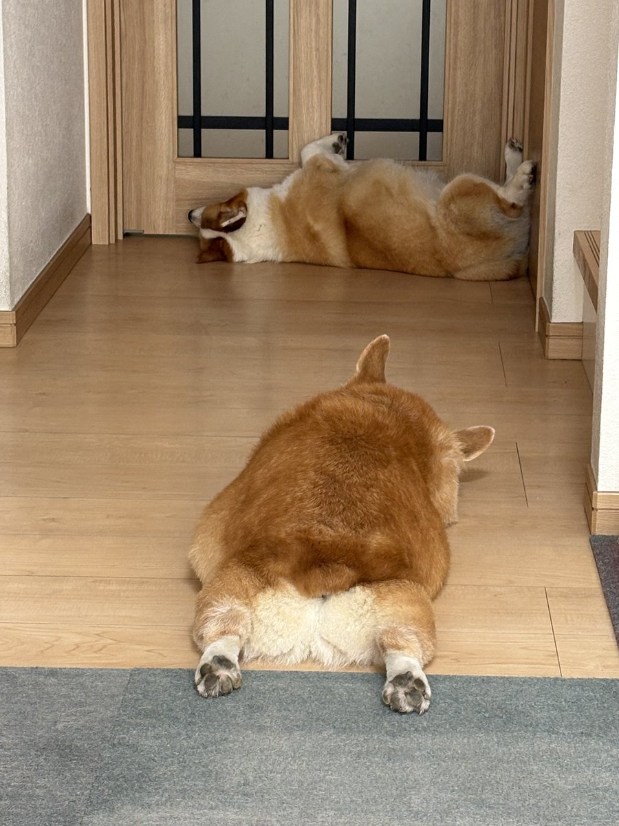 NoRi0251's tweet photo. 癒し🫶

#コーギー
#corgi https://t.co/5b0ECz6UvK