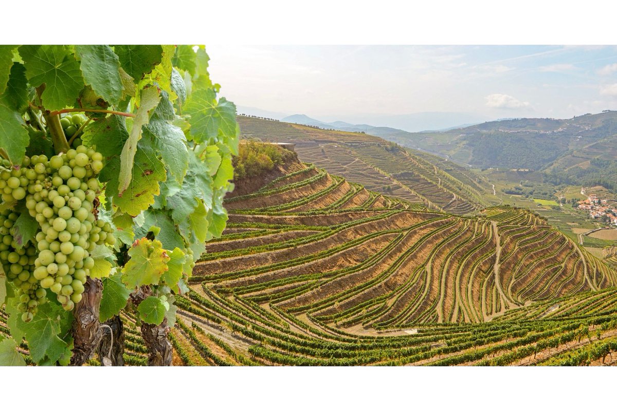 SamudioReinaldo's tweet photo. Cruise the Douro Valley, sip Port on the sundeck, and take in terraced vineyards, Porto, and Salamanca. Dreaming of Portugal? Message me to make this unforgettable Uniworld river cruise a reality. https://t.co/wntyCNWYGg