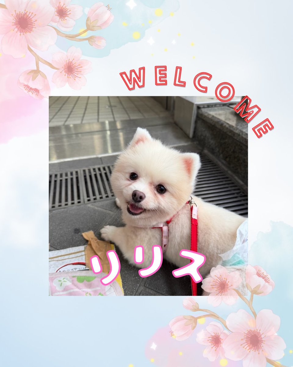 wandan_dog's tweet photo. こんにちは☀️
お久しぶりです🙇🏻‍♀️

わんだん邸に新しい仲間が加わりました✨
チワワのむぎまるちゃん
ポメラニアンのリリスちゃん
ボーダーコリーの小羽(こはね)ちゃんです🎀
皆さん会いに来てくださいね😉♡ https://t.co/2OgacWkqNT