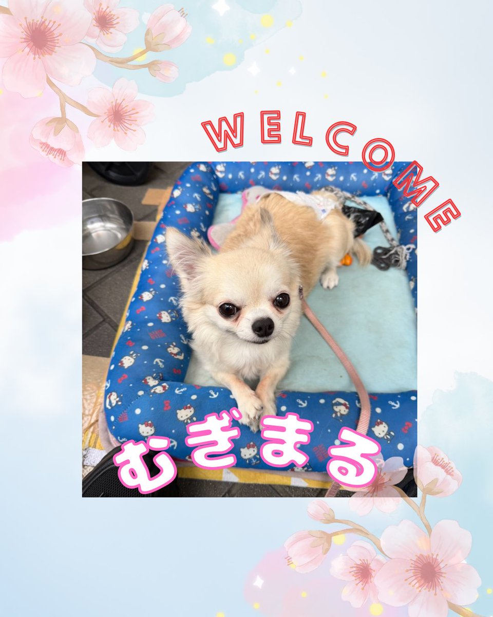 wandan_dog's tweet photo. こんにちは☀️
お久しぶりです🙇🏻‍♀️

わんだん邸に新しい仲間が加わりました✨
チワワのむぎまるちゃん
ポメラニアンのリリスちゃん
ボーダーコリーの小羽(こはね)ちゃんです🎀
皆さん会いに来てくださいね😉♡ https://t.co/2OgacWkqNT