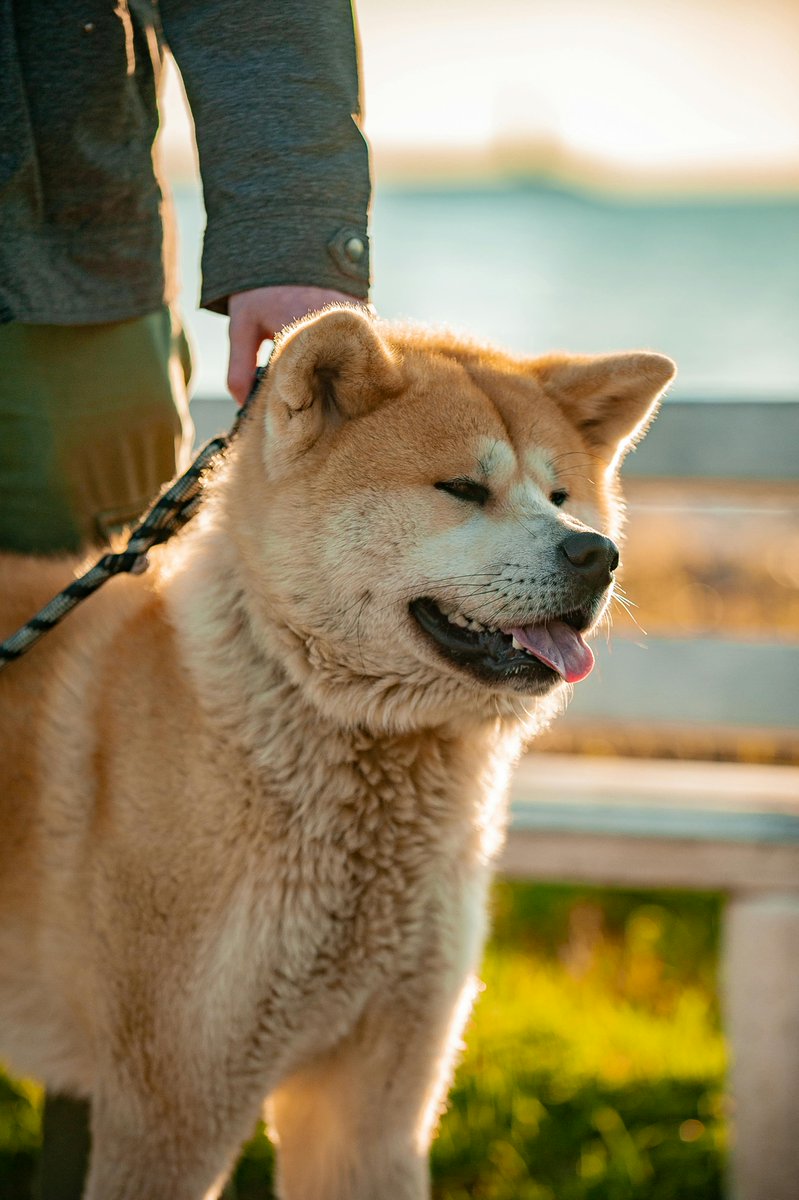 Fantasy45438371's tweet photo. 山朝日⛰️🌅🐕 https://t.co/PK7gBuuRxh