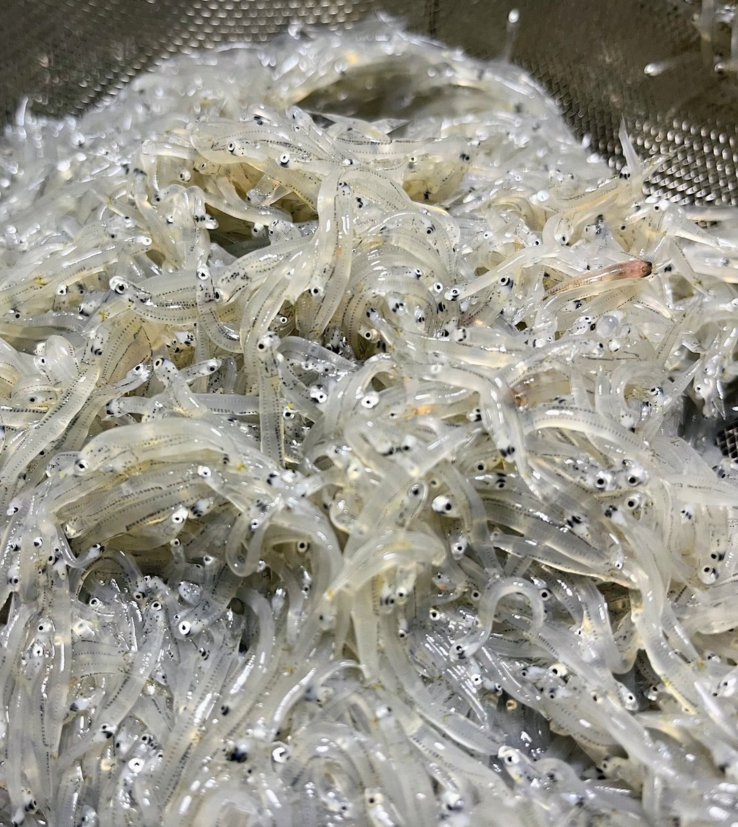 WATATSUMI0812's tweet photo. 久しぶりに当店の生しらす解禁！
本日も生しらすや地魚・お肉・季節のクリームソーダを数量限定でご用意しております☺️

#江ノ島　#江ノ島デート　#江ノ島ランチ　
#江ノ島海鮮　#江ノ島ごはん　#江ノ島観光　#江ノ島グルメ　#えのすい　#湘南デート　#湘南ランチ　#地産地消 https://t.co/xyBgT5Y7YP
