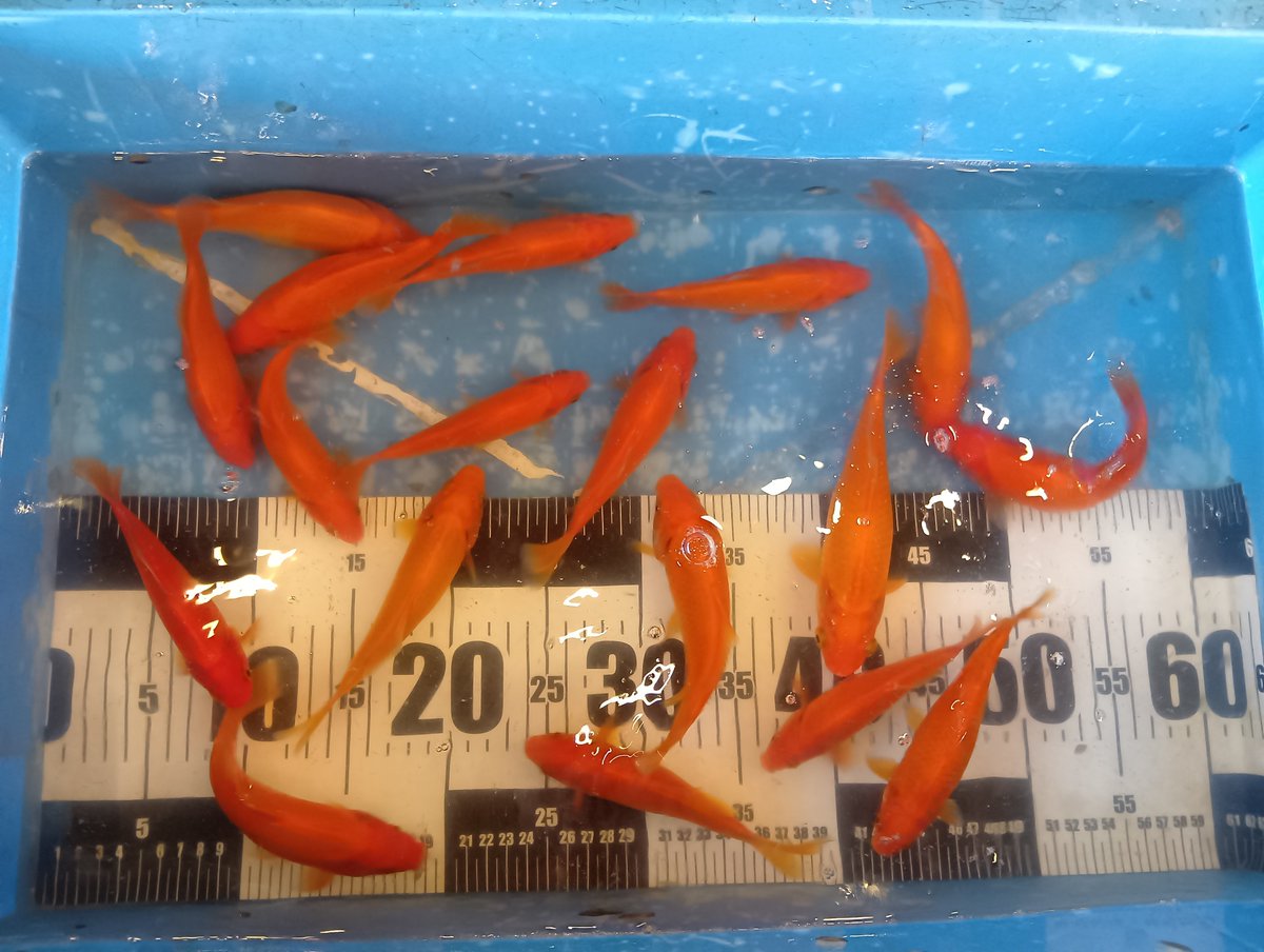 kscampsf's tweet photo. こんにちは😃
スーパーフィッシングでは、
座り池にて、
巨大ジャンボ金魚大放流！
巨大ウナギも販売中♪ https://t.co/Kgdu6wtaXv