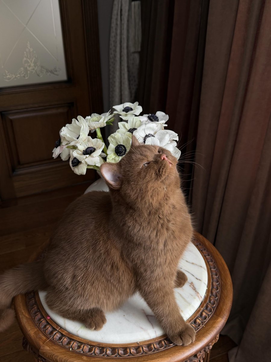 purelivn's tweet photo. so cute 🤎 https://t.co/9aOoY8VQZp