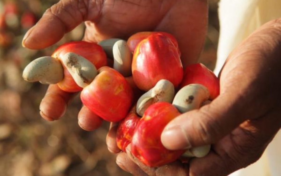 MartaNetonu's tweet photo. 🇦🇴🌱 Mais cajueiros, mais oportunidades!
Cinco mil mudas de cajueiro foram distribuídas aos produtores do Soyo e Tomboco, no Zaire.

#Angola #Zaire #Agricultura #Caju #Desenvolvimento https://t.co/DwJt1ur3x2