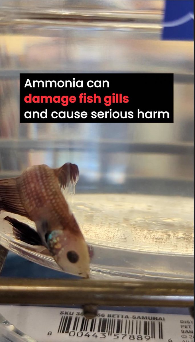 betta4bettas's tweet photo. Betta cups can quickly become toxic and create unstable conditions. #endbettacups #bettafish #betta https://t.co/HK3BYVCCcr