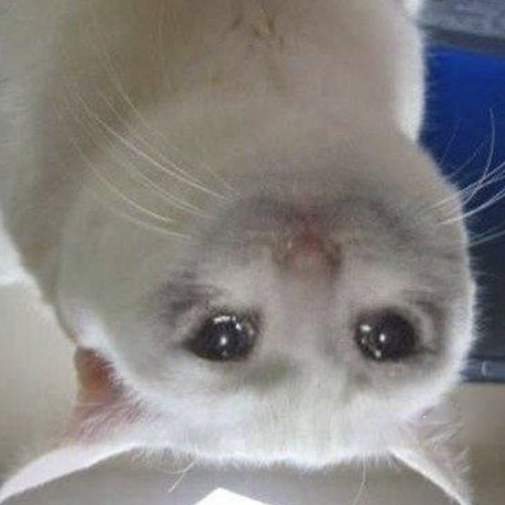 USDConRH's tweet photo. Cashcat's audition to be USDC: https://t.co/OMc7uskcvo