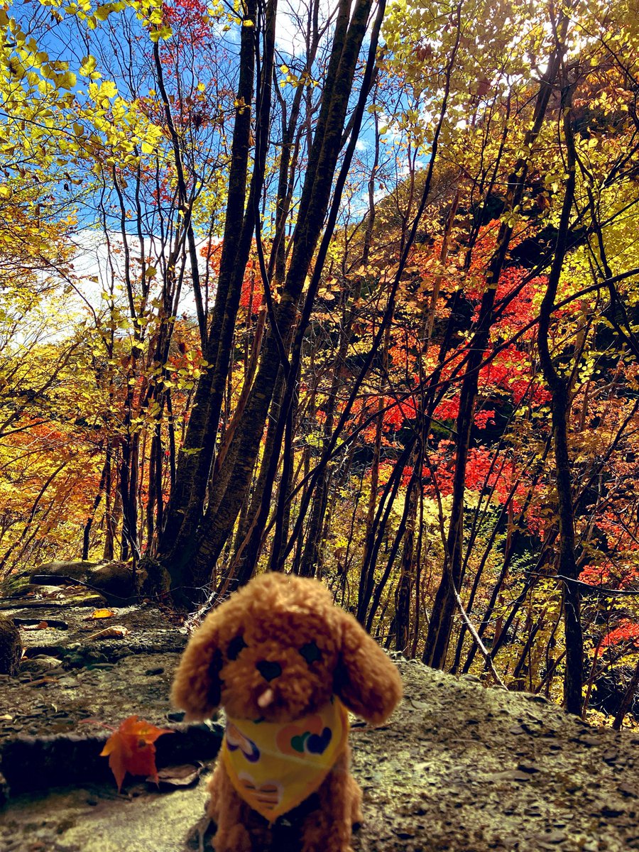 Nikusatomi's tweet photo. おはよう⛰️ 朝からシトシト雨模様☔ 気温もグンと下がり肌寒い😣さすがに今日⛰️はお休みです😅 毎週登山❗️⛰️に行かない土曜はいつぶりだろう？ってぐらい今まで、🌧️や土用期間の間日でも⛰️に行けていた訳で本当ラッキーだったな😊山屋のＩさんから紅葉🍁におすすめの⛰️を教えてもらい調べてみよう💕 https://t.co/48GW9jT0F2