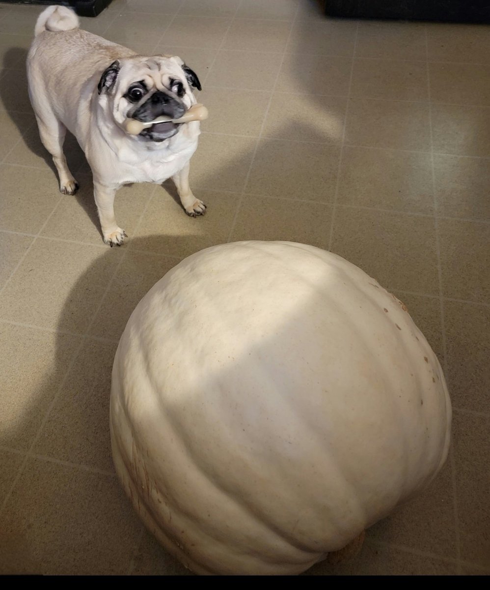SarahPug12's tweet photo. This picture popped up in my memories 🥰 #Orange #BoyBoy #CrazyEyes 👀 https://t.co/KSQ1SjQE2t