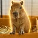 RidgeDurocher's tweet photo. Insane news 
A new baby cappy has just arrived at a famous zoo in medina 
And he is already getting memes posted about him 
We had 500 deploys off the back of the release of the pygmy hippos name yesterday 
This is gonna become HUGE news and no one has covered it yet 
Name proof and everything in this article: 

https://t.co/eY8kZTN39t

ITS legit so rare that we see a fresh new memeable cappy come on the scene. This can run high 
We have had so many attemts at re running memes on USDC but nothing fresh and new has ran yet.
