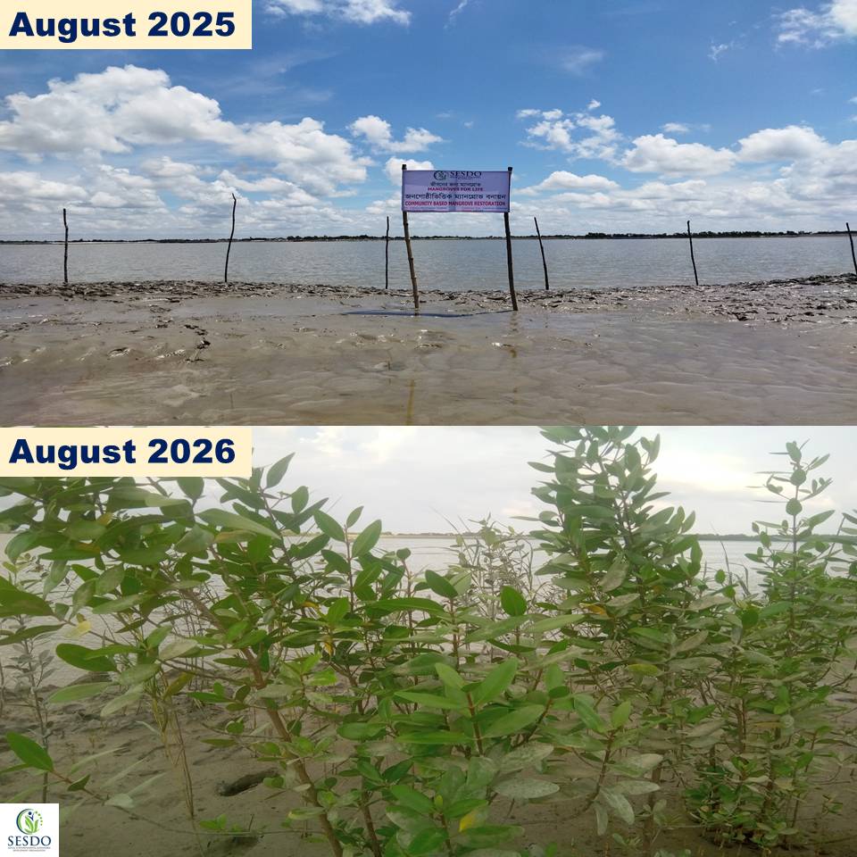 Tapas_Mollick's tweet photo. Mangroves4Life: August 2025 โ August 2026
One year. One site. A remarkable transformation.
From degradation to recovery. From restoration to regeneration.
๐ Gabura, Satkhira, Bangladesh
#Mangroves4Life #MangroveRestoration #Sundarbans #CBEMR #SESDO https://t.co/SjVc292nLi