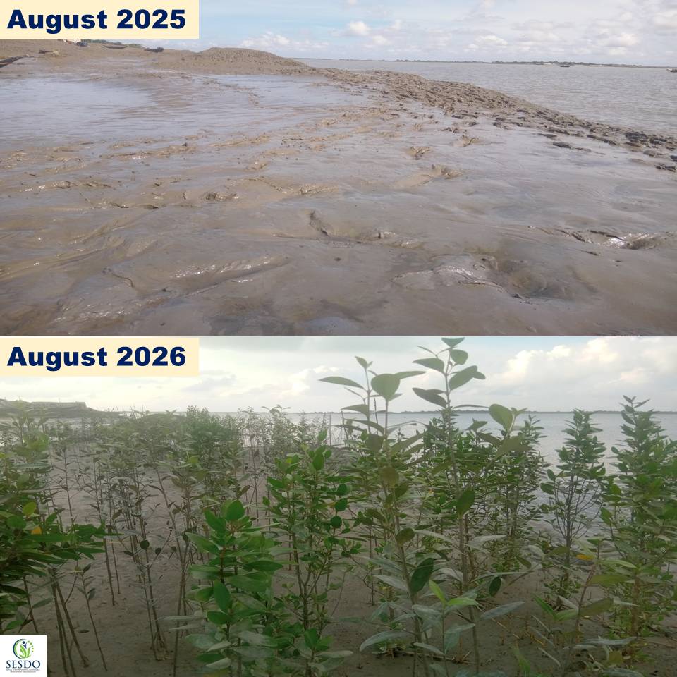 Tapas_Mollick's tweet photo. Mangroves4Life: August 2025 โ August 2026
One year. One site. A remarkable transformation.
From degradation to recovery. From restoration to regeneration.
๐ Gabura, Satkhira, Bangladesh
#Mangroves4Life #MangroveRestoration #Sundarbans #CBEMR #SESDO https://t.co/SjVc292nLi