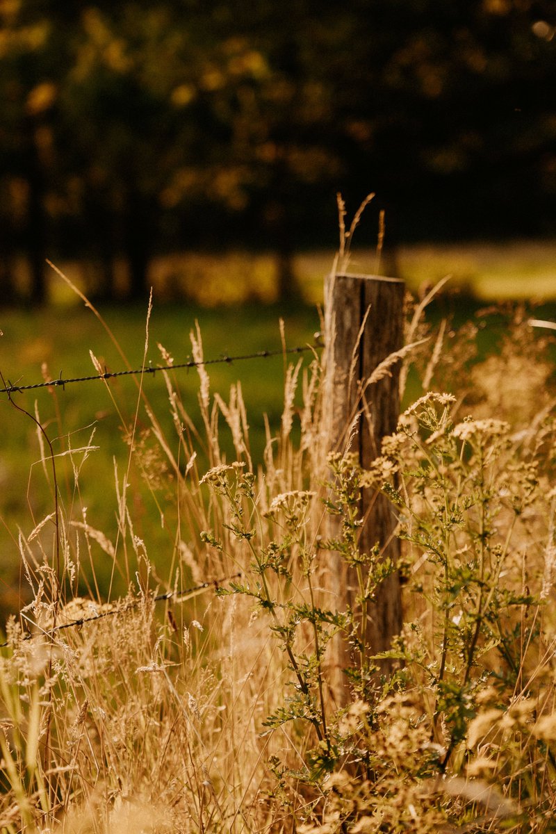 Persephone_Colo's tweet photo. At the fence line, the light snags on old wire and seed heads.
Even worn things gleam,
which feels encouraging, I think.
#ThinkBIGSundayWithMarsha #inspirational #motivational #SpreadPositivity #SundayThoughts https://t.co/43yO5xo4Zl