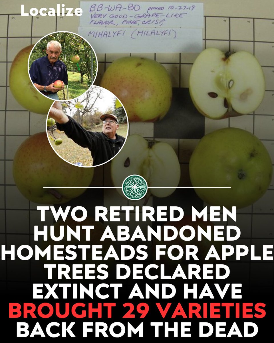 Localizefoodapp's tweet photo. Two retired men hunt abandoned homesteads for apple trees science declared extinct and they have brought 29 varieties back from the dead

The Lost Apple Project tracks old land records to orchards planted by homesteaders and forgotten for a century.

The trees kept making apples the whole time with nobody left to pick them.

Every rediscovered variety gets grafted and returned to nurseries so it can never go extinct again.

Find heritage orchards near you on Localize