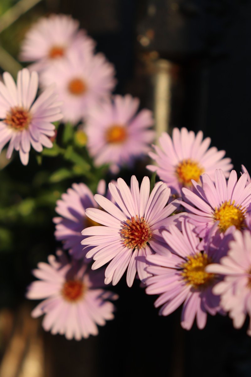 Persephone_Colo's tweet photo. Aster at the ditch's edge,
small as a whispered yes.
Sometimes that's enough to keep a day going.
#ThinkBIGSundayWithMarsha #inspirational #motivational #SpreadPositivity #SundayThoughts https://t.co/9eCPEUOWnJ
