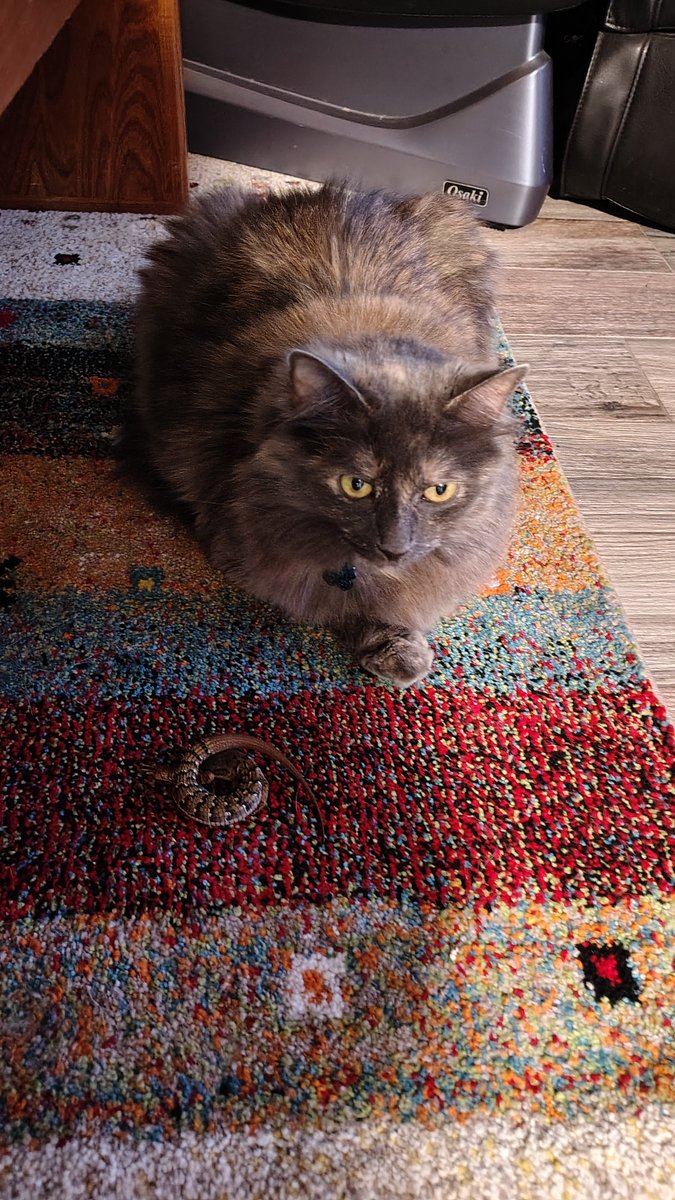 dmarieojd's tweet photo. @butimalizard sorry Lily bothered you yesterday but it was nice to see you https://t.co/Ke8VYhwRCc