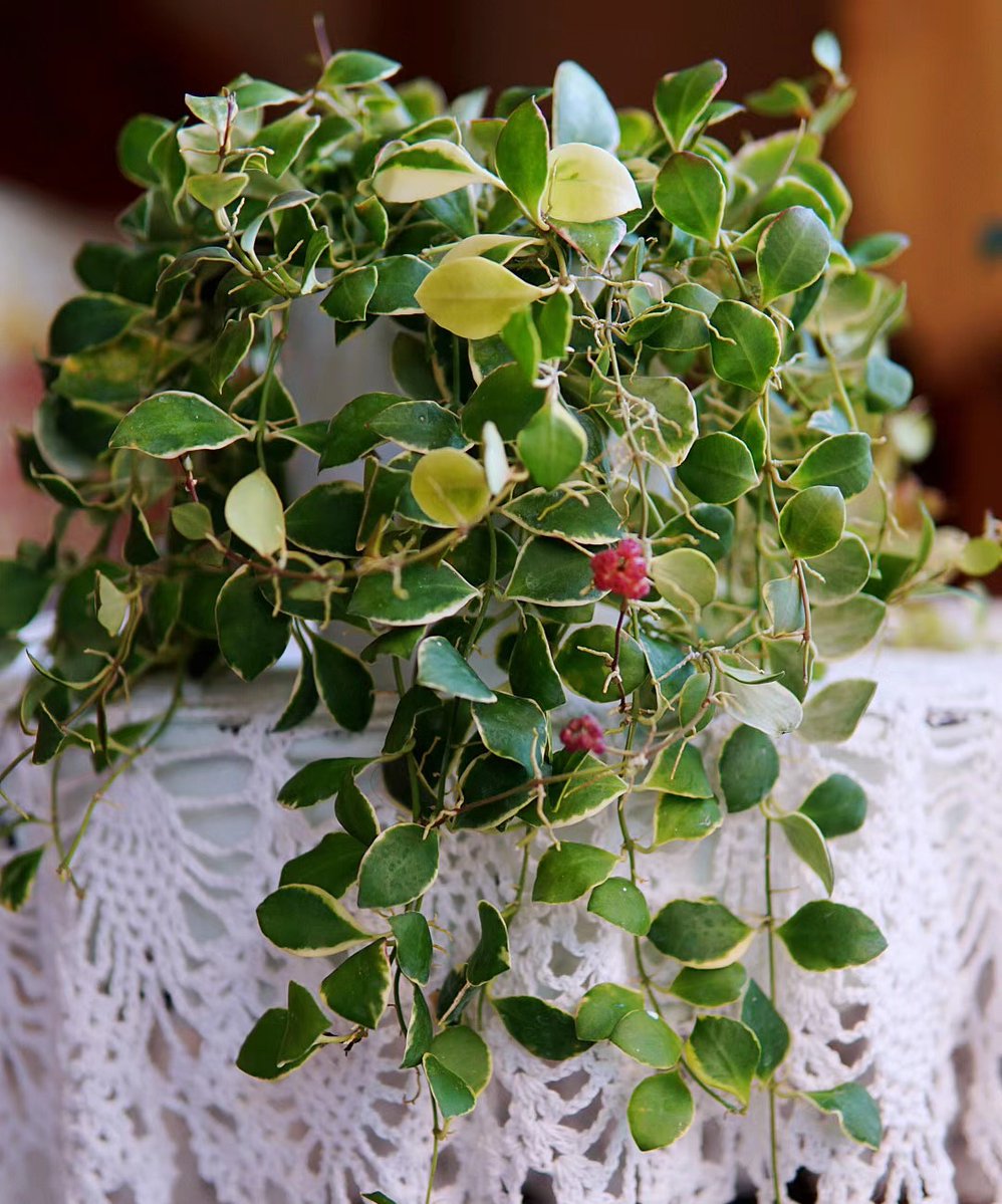 VirginieJossien's tweet photo. Keep your pothos thriving by letting its soil dry out 2 inches deep between waterings! No overwatering = happy, trailing green vibes  #PlantCareTips， https://t.co/vPRnUI6cFD