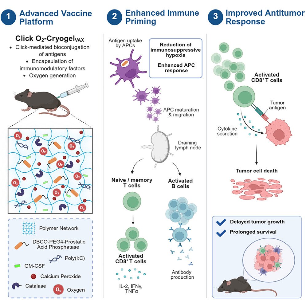 ProstateCell's tweet photo. Researchers including Alexandra Nukovic show that an O2-generating platform, Click O2-CryogelVAX, targeting the tumor-associated antigen prostatic acid phosphatase, enhances adaptive immune responses, and provides therapeutic benefits in a #ProstateCancer model.

🔗 https://t.co/zWhg3580L9
