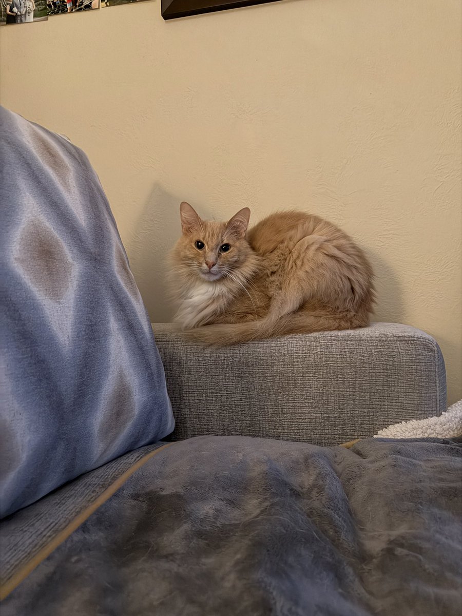 fredandsmoke's tweet photo. Freddie hopes you had a fantastic Friday 🧡🧡🧡 https://t.co/5PWokRobTJ