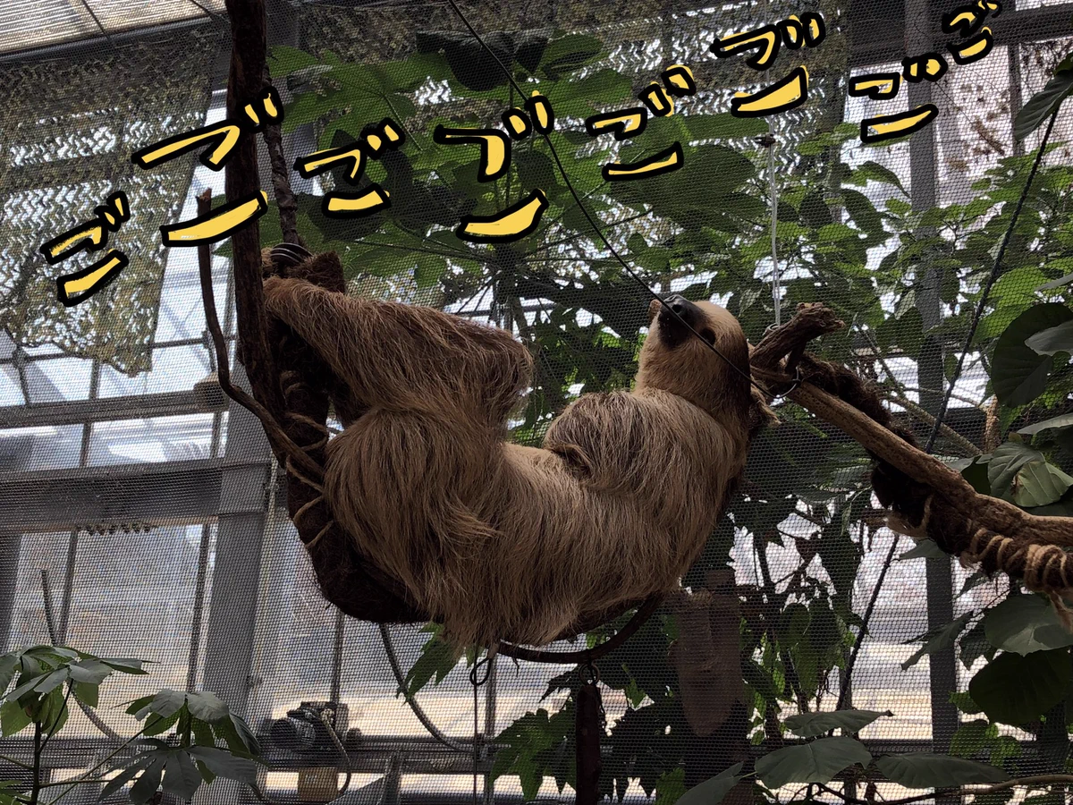 ナマケモノ研究所(The sloth research center)🦥 on X: 