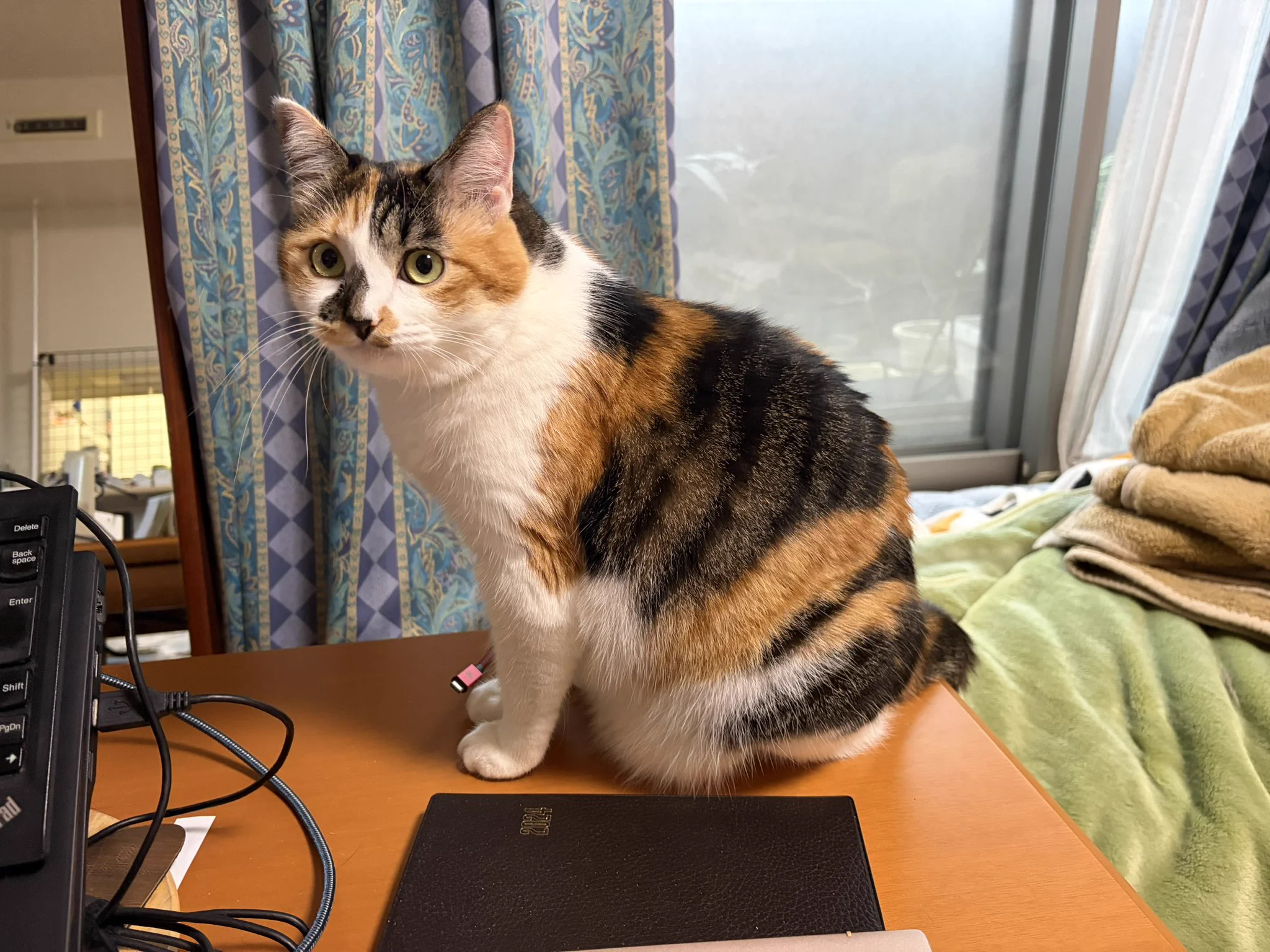 じゃむ猫 on X: 