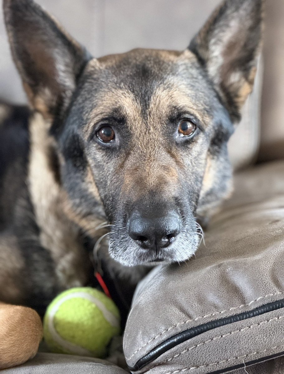 RpdIvor's tweet photo. Our hearts are broken. Run free my amazing boy…..no words to describe the pain . 
Never just a dog, they are family loyal and loveable to till the end 💔 https://t.co/rP1MyvXem8