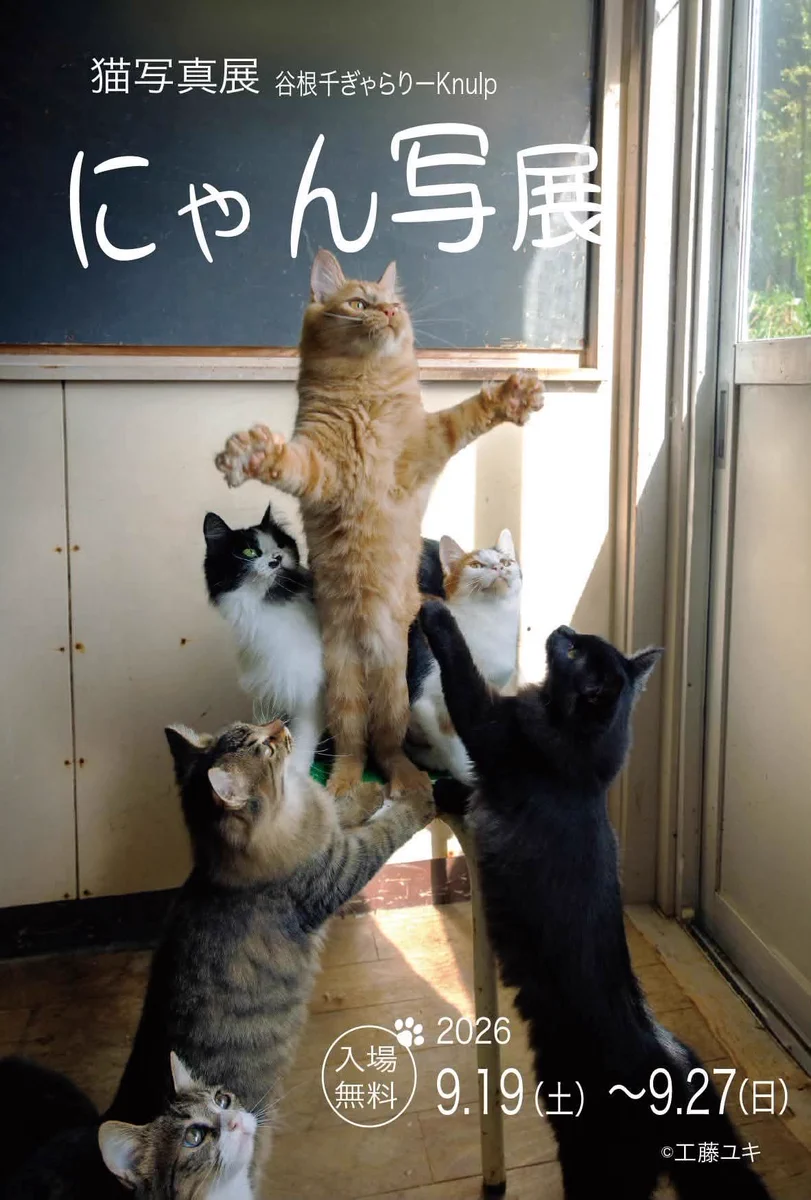 月亮猫(ﾕｴﾘｬﾝﾏｵ) (@yue_liang_mao) / X