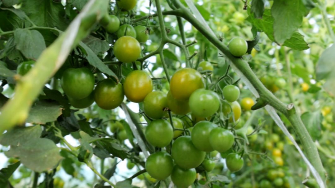 Nanyne_'s tweet photo. Just tried the new organic cherry tomatoes! Juicy, sweet, and zero weird aftertaste — perfect for salads or snacking. Grab them if you see ’em at the market!， https://t.co/mlXsLWQP4g