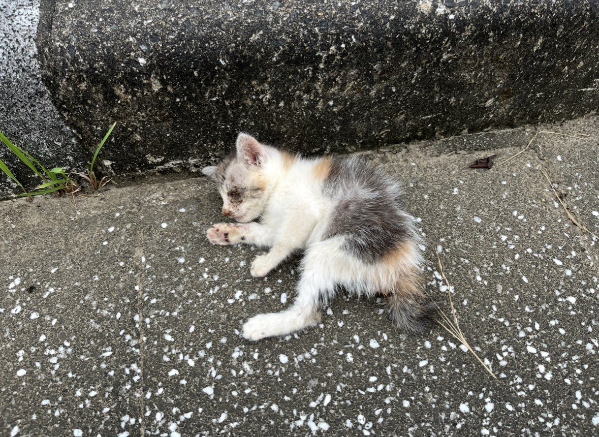osauto's tweet photo. ４年前の今日家の近くの交差点でカラスに襲われて死にそうになってた猫🐱
元気に生きてます🤣

俺今日で52…嬉しくもないが自分におめでとう🤣🎉 https://t.co/0ChrGkVg3J