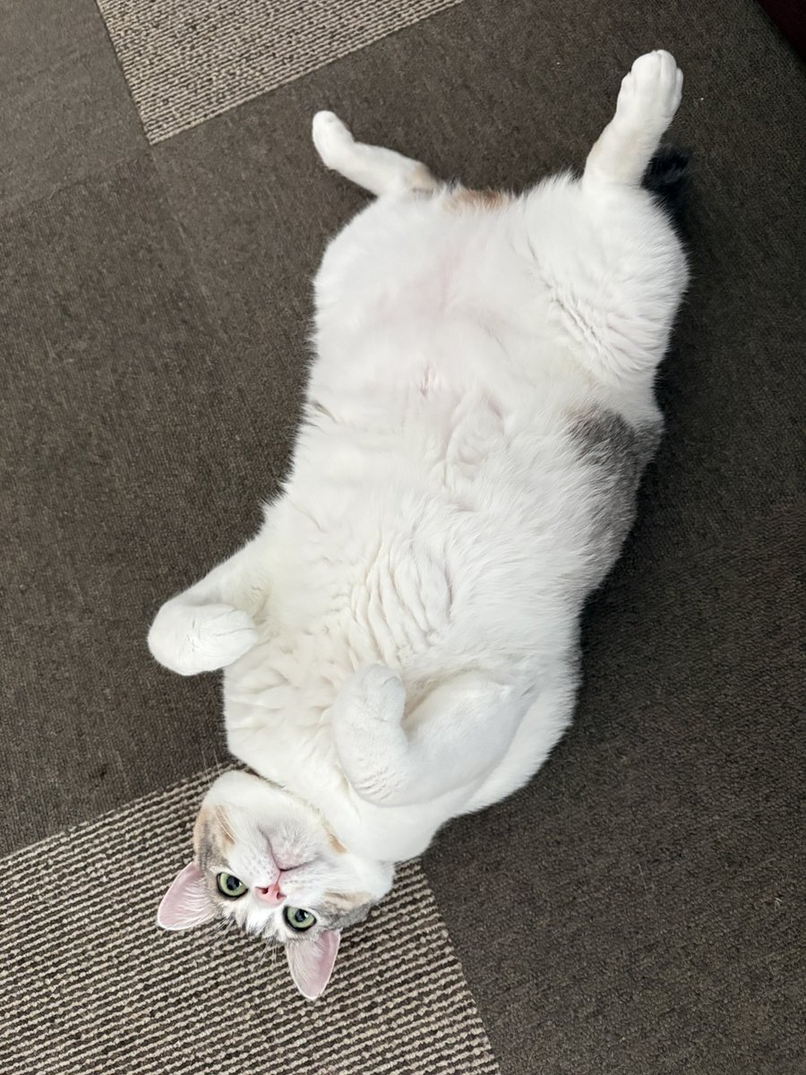 osauto's tweet photo. ４年前の今日家の近くの交差点でカラスに襲われて死にそうになってた猫🐱
元気に生きてます🤣

俺今日で52…嬉しくもないが自分におめでとう🤣🎉 https://t.co/0ChrGkVg3J