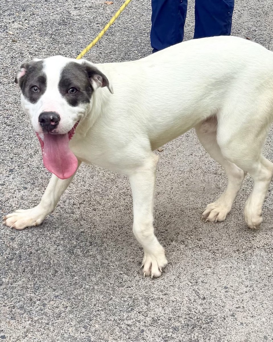 dogs_dc's tweet photo. Friday, September 4, 2026

PLEASE🙏 share for:

Petersburg Animal Care and Control
1600 Johnson Road
Petersburg, VA  23805

(804) 732-3654

Nemo’s🐾🐾 tongue does not fit in his mouth.
That’s the first thing you notice. It hangs out the side of his face the whole time he’s moving, and he grins his way through an entire walk like the walk was his idea and it’s going great.

About a year old. Pit hound mix. White, with dark patches over both eyes like somebody handed him a mask on the way out the door.

He came in as an owner surrender with his dad, Marlin🐾🐾, who is looking for a home too. 
They can go separately, and Nemo🐾🐾 is completely fine on his own. But these two already know how to live together, so if you’ve got room for both, that door is open.
With other dogs he’s easy. No posturing, no stiffness, no drama when somebody new walks up. He’s just glad you’re there.

Nemo🐾🐾:
🐾 Less than a year old, pit hound mix
🎓 Already knows sit
🍗 Very treat motivated, so teaching him anything is a pleasure
🐕 Very good with other dogs
⚡ Higher energy and ready for a real walk
Somebody taught this dog to sit before he ever got here. That counts for something. 
He watches you, he waits, and the second he works out what earns the treat, he is all in.
What gets you in person is how polite he is about it. He’d rather warm up to you than bowl you over. He comes over on his own terms, and when he decides you’re his, you’ll know it.

Being straight with you: he hasn’t been around cats or kids that we know of, so we can’t promise you anything there. Slow introductions would be the way to find out.
That’s the whole list. No project, no repair work. Just a young dog with a good start and a lot of walk left in him.
Could that be with you?

📧 Email adoptpetersburg@gmail.com to meet Nemo🐾🐾 at Petersburg Animal Care & Control.

#AdoptNemo #AdoptDontShop #RescueDog #PetersburgVA #RichmondVA