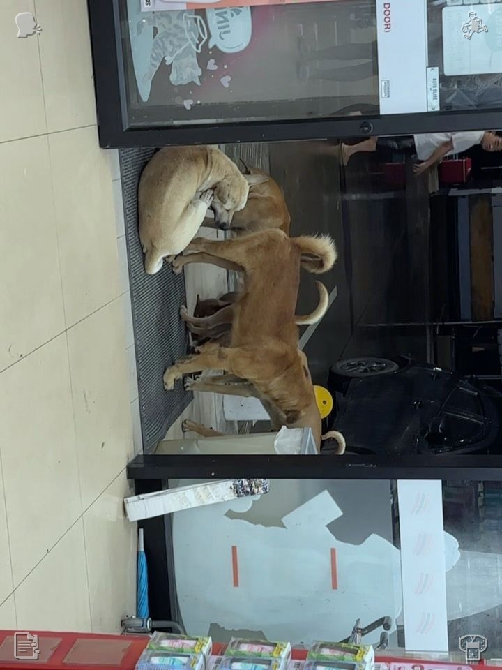 DaGerminia's tweet photo. Workplace discipline is key, driving the whole team's progress and advancement! Ethan gave a nod and planted a gentle kiss on her brow. “Likewise. There’s something unique about this spot. Its uniqueness comes from the folks here—and the felines, naturally. I feel incredibly https://t.co/OYNRVimuw0