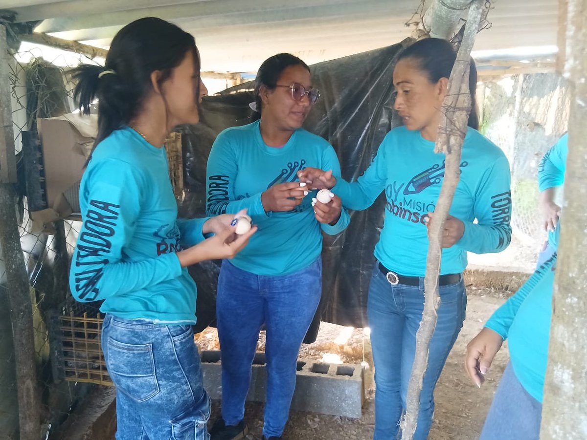 MROBINSONYARA's tweet photo. #04Sep En el Espacio de Formación Productiva Comandante Supremo en el sector Don Teodoro Comuna Comandante Supremo mcpio Peña nuestros misioneros realizaron sus prácticas productivas en el área avícola, limpieza al espacio y recolección de huevos.
@NicolasMaduro 
@HectoRodriguez https://t.co/lWu2YisYMO