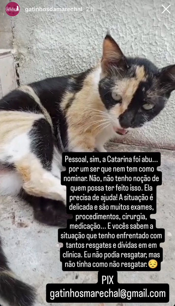 pequena_H's tweet photo. Gente eu vou pedi desculpa mas eu tô totalmente devastada com essa notícia. 

Essa precisa de exames e cirurgia urgente devido ao quadro delicado. Ajudem nem que seja com 1 real. 

Vi no insta e fiquei incrédula. 

gatinhosmarechal@gmail.com https://t.co/c1vUCr5Ijo