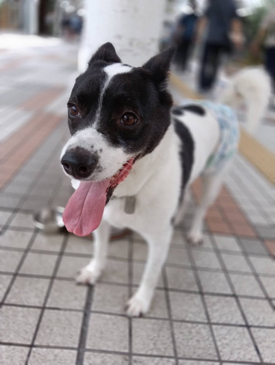 JCDLkawashima's tweet photo. 🍀本日９／５（土）譲渡会行います🍀
開催時間は、
🐶１１時〜１６時頃迄です🐱
※通常開催となります。
生後５０日の可愛い子猫達が初参加🩷
とにかく可愛いです🩷　
犬猫達に会いに譲渡会に、
来られませんか🎀

＃譲渡会　＃千里中央　＃保護犬
＃保護猫　＃里親 https://t.co/sT49sg4VL5