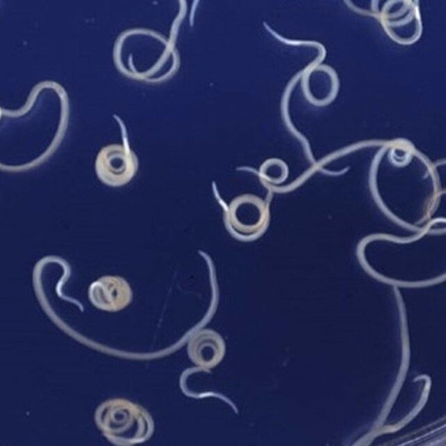 HyumaItou75813's tweet photo. ちなみに見た目アニサキスでキモいけど、毛穴にはガチで効きます、、、見た目だけどうにかしてくれ‼️ https://t.co/7fNN0yyNwt