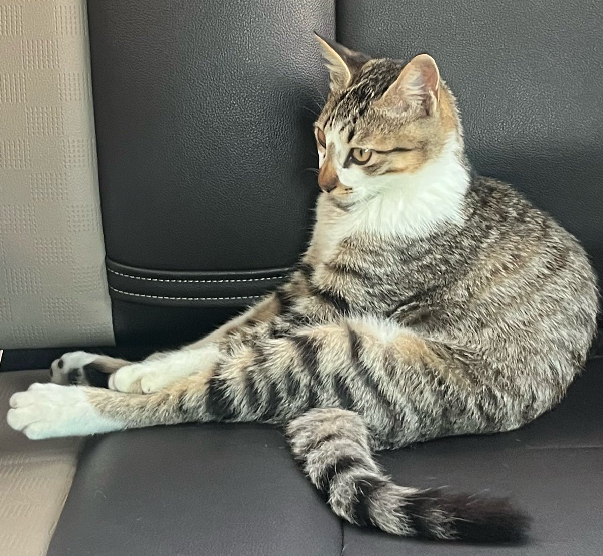 mato9819's tweet photo. 너란 고양이... 정말 알 수 없다 https://t.co/esh0N29M71