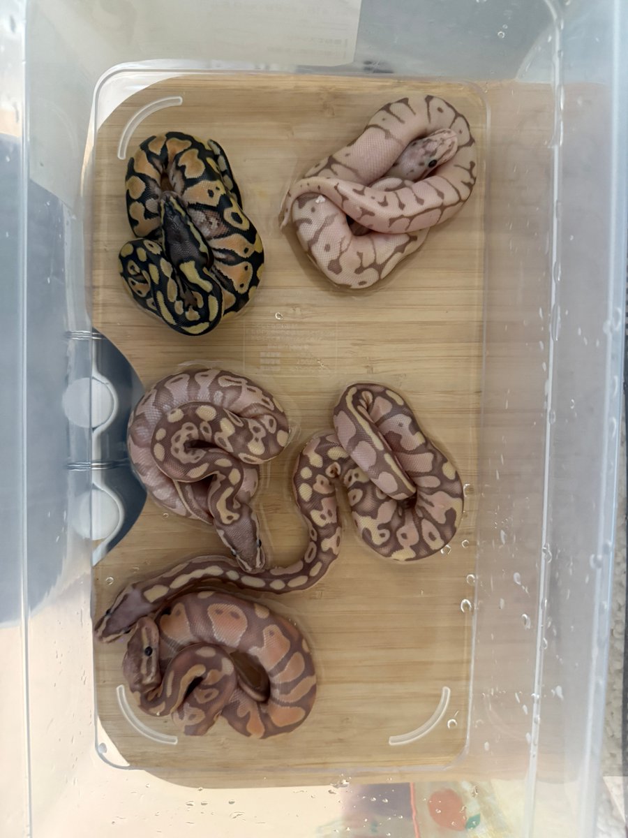 regius_rep_kobe's tweet photo. ♂Pastel banana GeneticStripe
　　　×
♀Spider Calico

全個体でてきた😀
今回はバナナ強いな～😁

お問い合わせは公式LINEからお願いします。
公式LINE ▶ https://t.co/K5VtP0UPoM
HP　　　 ▶ https://t.co/BnVO7LvZua

初めて飼育してみようと思っている方も
ぜひご相談ください。
🔰飼育セットも販売中です。

プロフィールのリンクからもご覧いただけます

#ballpython
#royalpython
