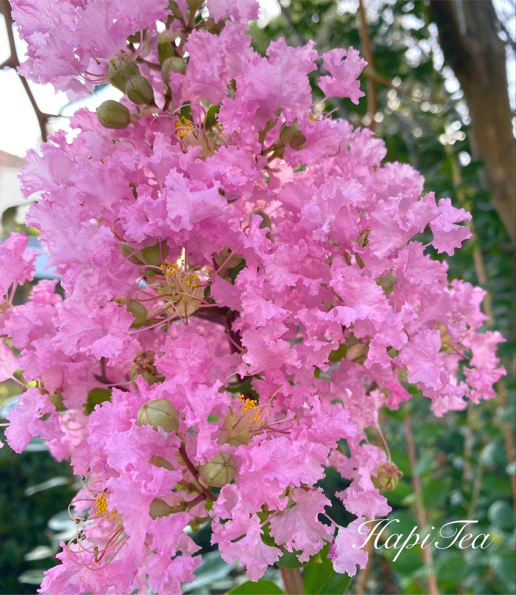 hapi_tea tweet picture